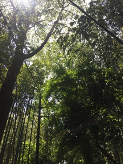 The Bamboo Path.